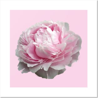 royal pink peony Posters and Art